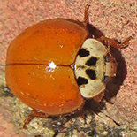 Harmonia axyridis